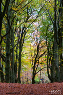 Bos @ Veluwe, Hoog Soeren|72 mm|1/80 sec. bij f / 5,6|ISO 800|RGoede