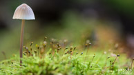 Paddestoel @ Midwolderbos|150 mm|1,3 sec. bij f / 7,1|ISO 100|