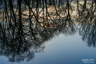 Reflectie bomen @ Biessum|70 mm|1/500 sec. bij f / 8,0|ISO 200|RGoede