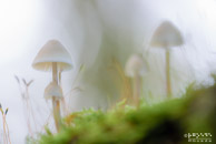 Paddestoelen @ Midwolderbos | 150 mm | 0,5 sec. bij f / 5,6 | ISO 100 | Rick Goede