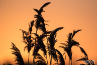 Riet @ Biessum | 440 mm | 1/3200 sec. bij f / 5,6 | ISO 640 | Rick Goede