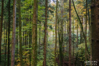 Bos @ Sulzbach an der Murr, Duitsland|24 mm|1/50 sec. bij f / 5,0|ISO 800|