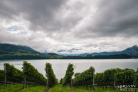Wijnstokken @ Vitznau, Zwisterland|16 mm|1/250 sec. bij f / 9,0|ISO 200|RGoede